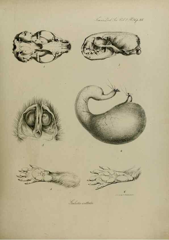 Reproducción/Reproduction 8346576650: Transactions of the Zoological Society of London.. [London] :Published for the Zoological Society of London by Academic Press