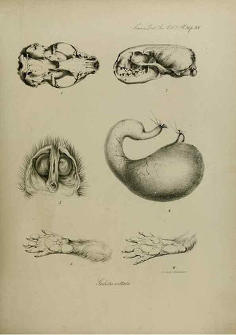 Reproducción/Reproduction 8346576650: Transactions of the Zoological Society of London.. [London] :Published for the Zoological Society of London by Academic Press