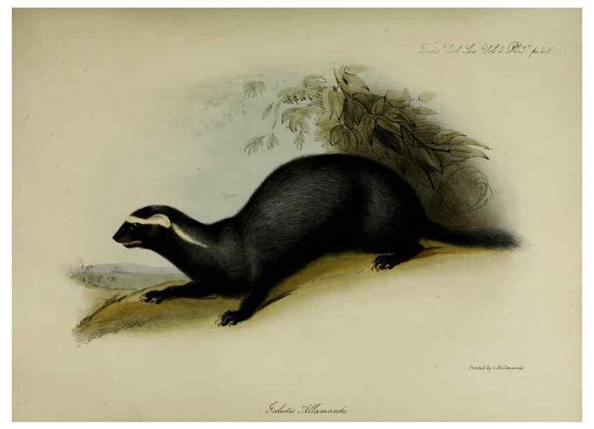 Reproducción/Reproduction 8346577364: Transactions of the Zoological Society of London.. [London] :Published for the Zoological Society of London by Academic Press