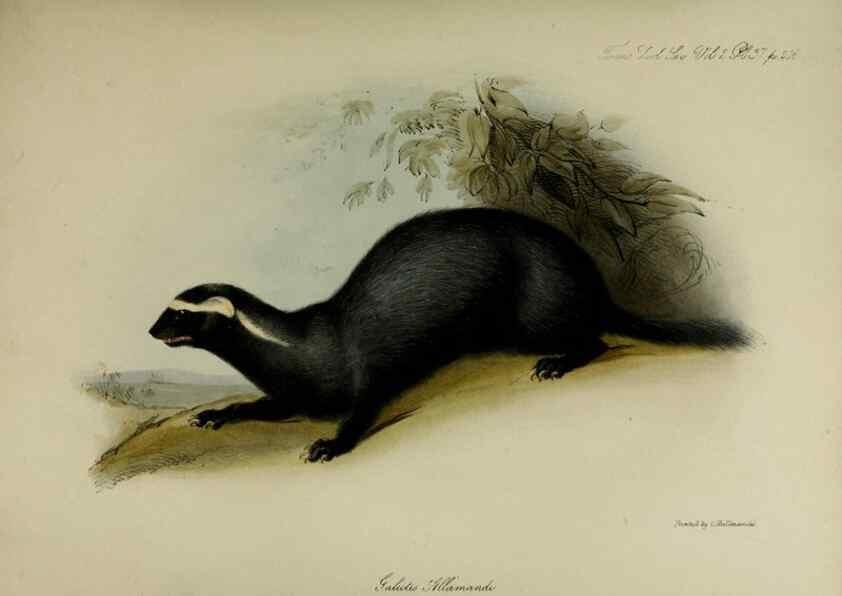 Reproducción/Reproduction 8346577364: Transactions of the Zoological Society of London.. [London] :Published for the Zoological Society of London by Academic Press