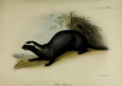 Reproducción/Reproduction 8346577364: Transactions of the Zoological Society of London.. [London] :Published for the Zoological Society of London by Academic Press