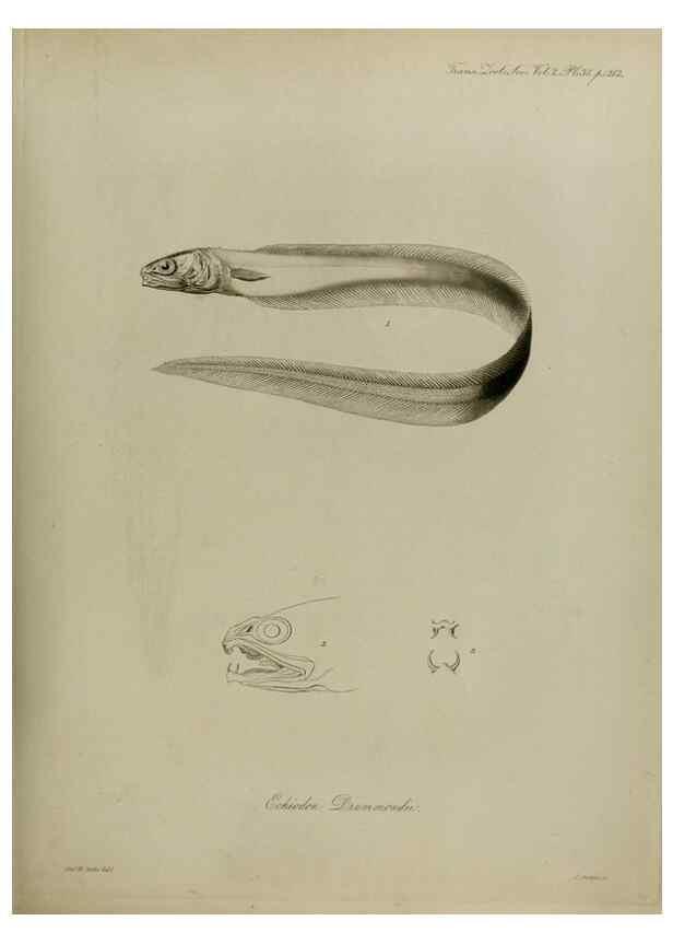 Reproducción/Reproduction 8346577934: Transactions of the Zoological Society of London.. [London] :Published for the Zoological Society of London by Academic Press
