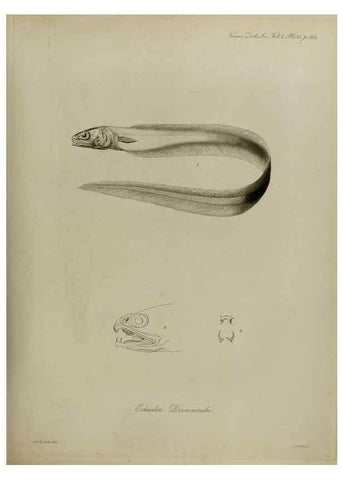 Reproducción/Reproduction 8346577934: Transactions of the Zoological Society of London.. [London] :Published for the Zoological Society of London by Academic Press