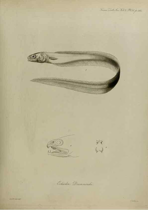 Reproducción/Reproduction 8346577934: Transactions of the Zoological Society of London.. [London] :Published for the Zoological Society of London by Academic Press