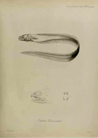 Reproducción/Reproduction 8346577934: Transactions of the Zoological Society of London.. [London] :Published for the Zoological Society of London by Academic Press