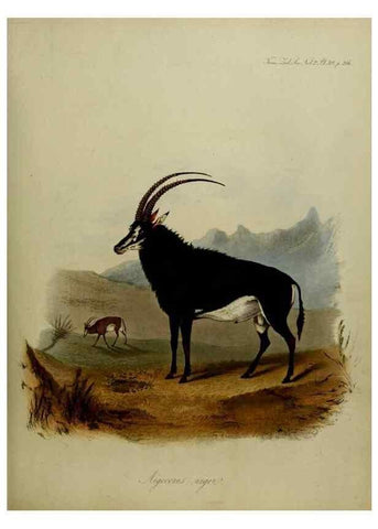 Reproducción/Reproduction 8346578748: Transactions of the Zoological Society of London.. [London] :Published for the Zoological Society of London by Academic Press