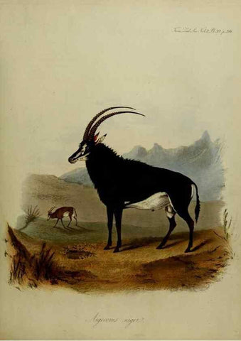 Reproducción/Reproduction 8346578748: Transactions of the Zoological Society of London.. [London] :Published for the Zoological Society of London by Academic Press
