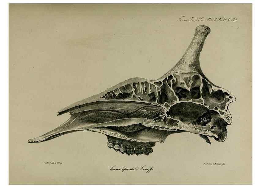 Reproducción/Reproduction 8346579468: Transactions of the Zoological Society of London.. [London] :Published for the Zoological Society of London by Academic Press
