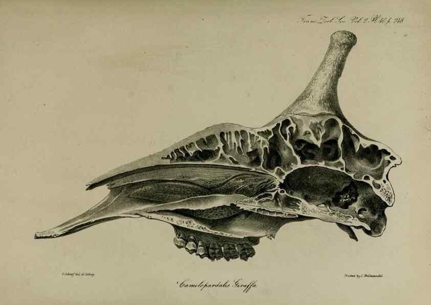 Reproducción/Reproduction 8346579468: Transactions of the Zoological Society of London.. [London] :Published for the Zoological Society of London by Academic Press