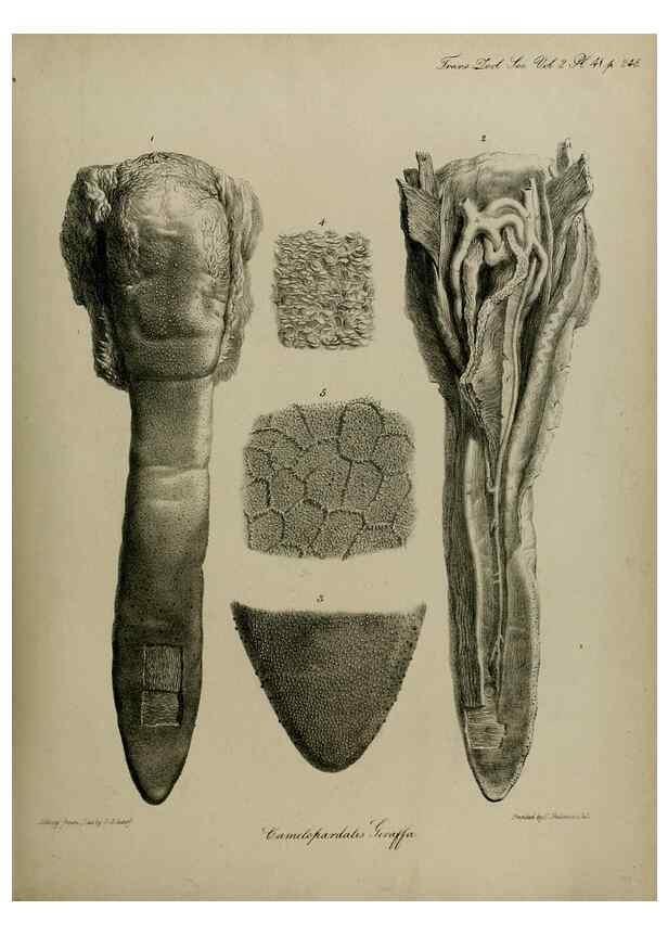 Reproducción/Reproduction 8346579910: Transactions of the Zoological Society of London.. [London] :Published for the Zoological Society of London by Academic Press