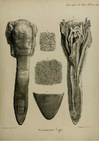 Reproducción/Reproduction 8346579910: Transactions of the Zoological Society of London.. [London] :Published for the Zoological Society of London by Academic Press