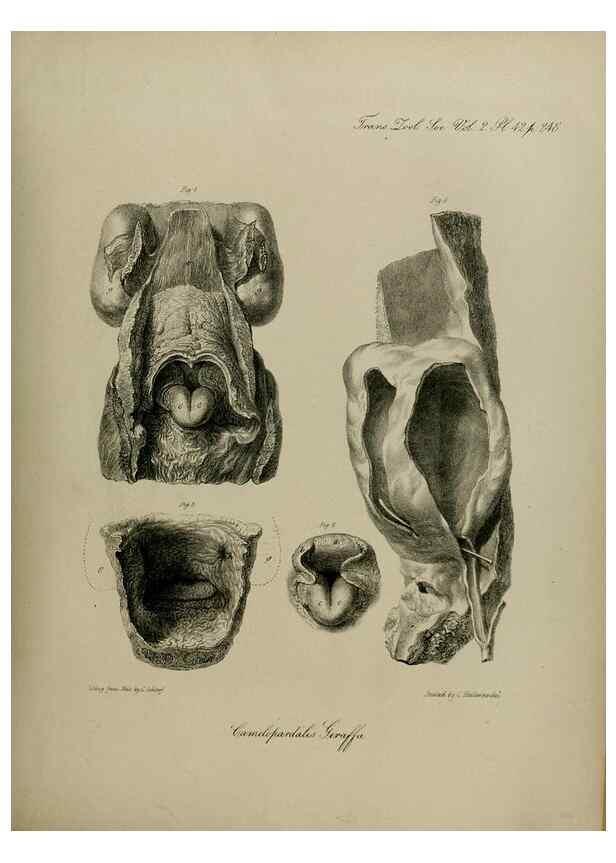 Reproducción/Reproduction 8345526359: Transactions of the Zoological Society of London.. [London] :Published for the Zoological Society of London by Academic Press