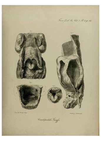 Reproducción/Reproduction 8345526359: Transactions of the Zoological Society of London.. [London] :Published for the Zoological Society of London by Academic Press