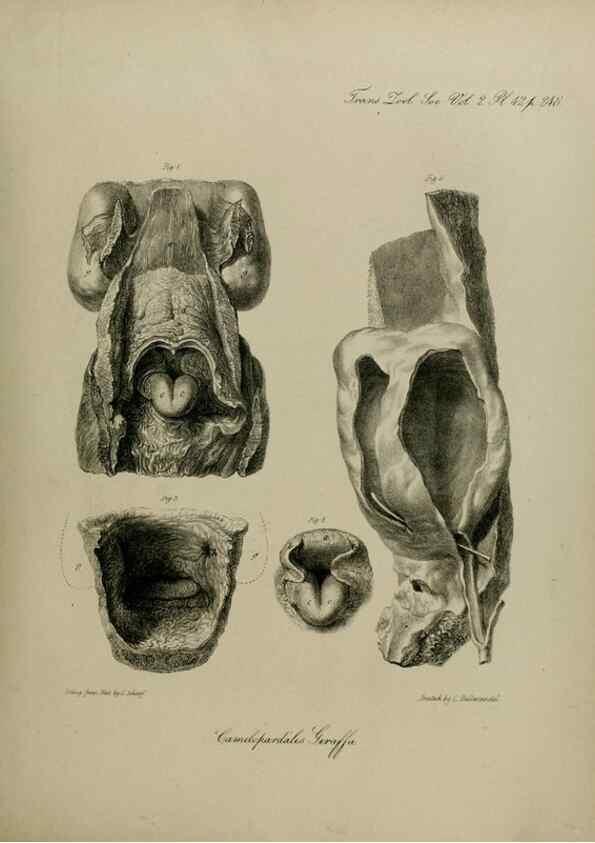 Reproducción/Reproduction 8345526359: Transactions of the Zoological Society of London.. [London] :Published for the Zoological Society of London by Academic Press