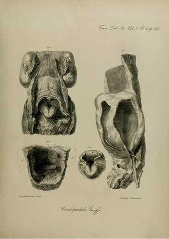 Reproducción/Reproduction 8345526359: Transactions of the Zoological Society of London.. [London] :Published for the Zoological Society of London by Academic Press