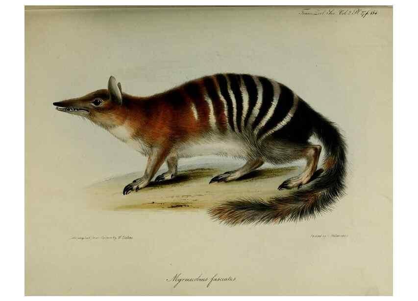 Reproducción/Reproduction 8346569124: Transactions of the Zoological Society of London.. [London] :Published for the Zoological Society of London by Academic Press
