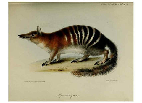 Reproducción/Reproduction 8346569124: Transactions of the Zoological Society of London.. [London] :Published for the Zoological Society of London by Academic Press