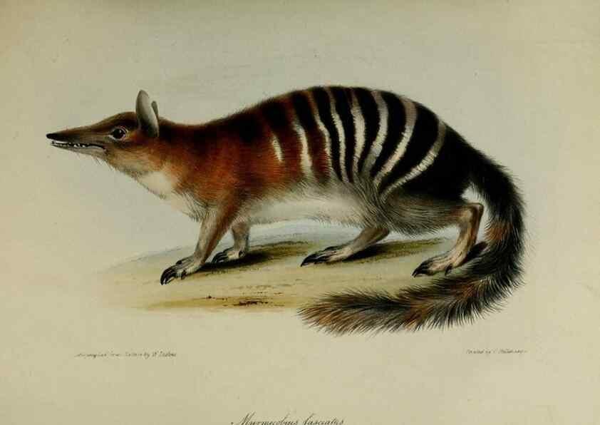 Reproducción/Reproduction 8346569124: Transactions of the Zoological Society of London.. [London] :Published for the Zoological Society of London by Academic Press