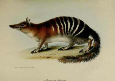 Reproducción/Reproduction 8346569124: Transactions of the Zoological Society of London.. [London] :Published for the Zoological Society of London by Academic Press