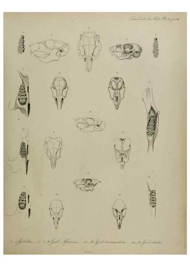 Reproducción/Reproduction 8346568732: Transactions of the Zoological Society of London.. [London] :Published for the Zoological Society of London by Academic Press