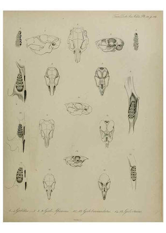 Reproducción/Reproduction 8346568732: Transactions of the Zoological Society of London.. [London] :Published for the Zoological Society of London by Academic Press