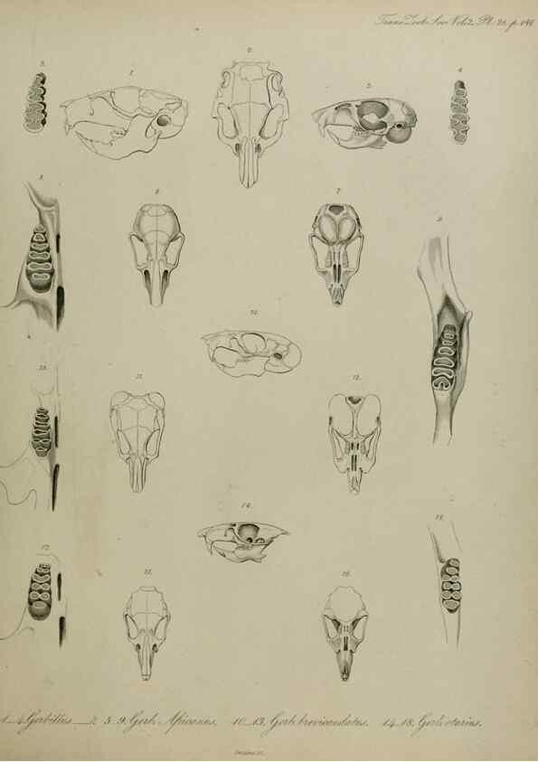 Reproducción/Reproduction 8346568732: Transactions of the Zoological Society of London.. [London] :Published for the Zoological Society of London by Academic Press