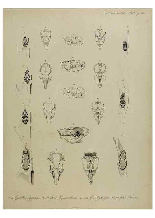 Reproducción/Reproduction 8345514097: Transactions of the Zoological Society of London.. [London] :Published for the Zoological Society of London by Academic Press