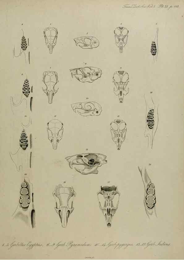 Reproducción/Reproduction 8345514097: Transactions of the Zoological Society of London.. [London] :Published for the Zoological Society of London by Academic Press