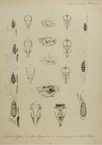 Reproducción/Reproduction 8345514097: Transactions of the Zoological Society of London.. [London] :Published for the Zoological Society of London by Academic Press