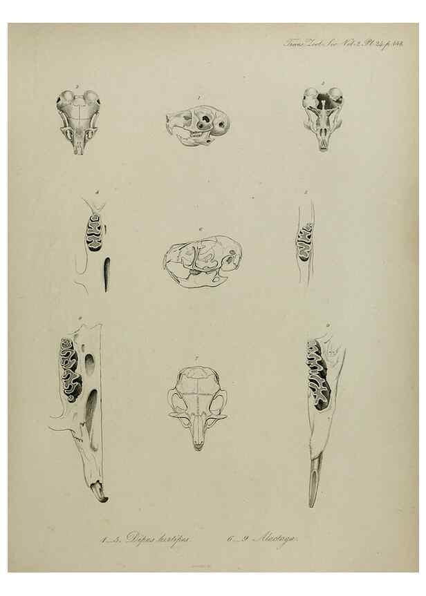 Reproducción/Reproduction 8345513485: Transactions of the Zoological Society of London.. [London] :Published for the Zoological Society of London by Academic Press