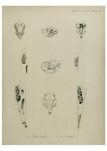 Reproducción/Reproduction 8345513485: Transactions of the Zoological Society of London.. [London] :Published for the Zoological Society of London by Academic Press