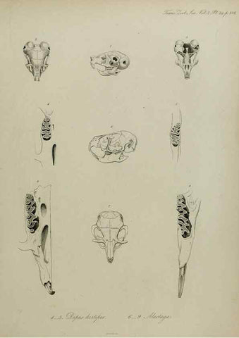 Reproducción/Reproduction 8345513485: Transactions of the Zoological Society of London.. [London] :Published for the Zoological Society of London by Academic Press