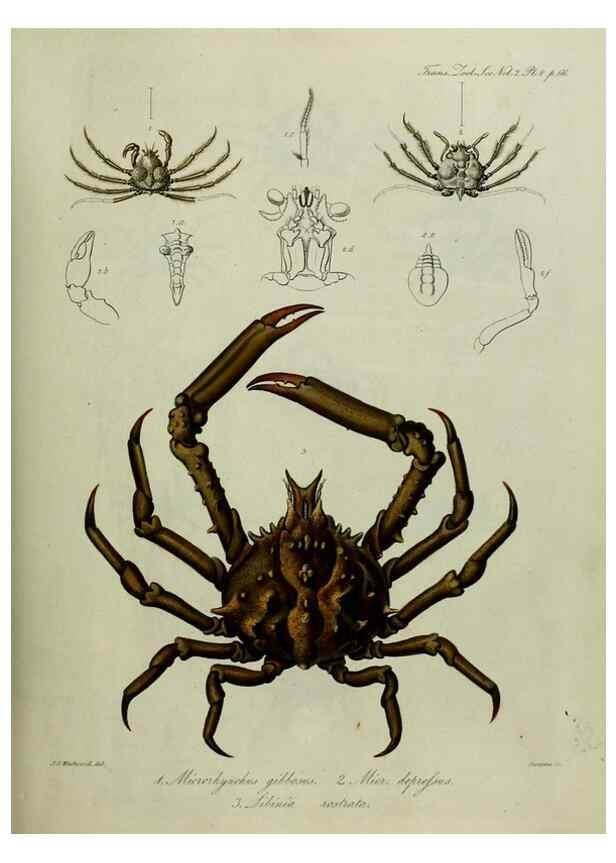 Reproducción/Reproduction 8346553988: Transactions of the Zoological Society of London.. [London] :Published for the Zoological Society of London by Academic Press