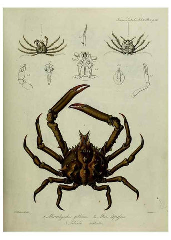 Reproducción/Reproduction 8346553988: Transactions of the Zoological Society of London.. [London] :Published for the Zoological Society of London by Academic Press