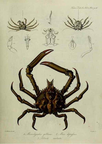 Reproducción/Reproduction 8346553988: Transactions of the Zoological Society of London.. [London] :Published for the Zoological Society of London by Academic Press