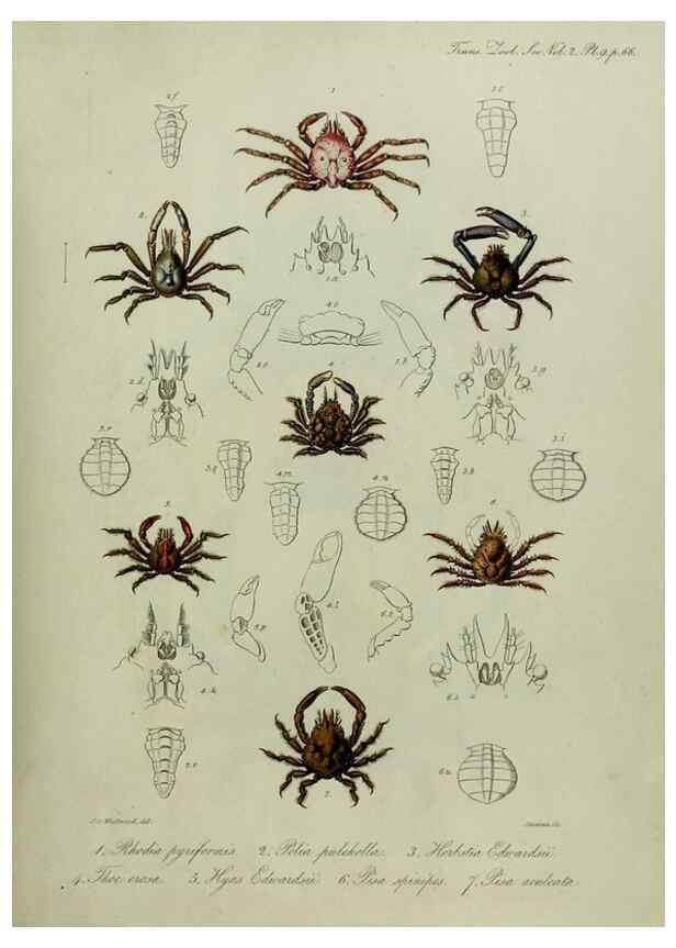 Reproducción/Reproduction 8345500693: Transactions of the Zoological Society of London.. [London] :Published for the Zoological Society of London by Academic Press