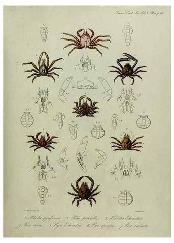 Reproducción/Reproduction 8345500693: Transactions of the Zoological Society of London.. [London] :Published for the Zoological Society of London by Academic Press