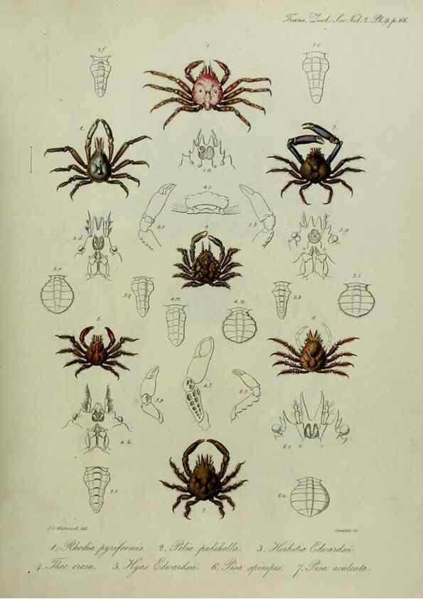 Reproducción/Reproduction 8345500693: Transactions of the Zoological Society of London.. [London] :Published for the Zoological Society of London by Academic Press