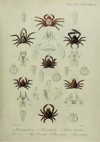 Reproducción/Reproduction 8345500693: Transactions of the Zoological Society of London.. [London] :Published for the Zoological Society of London by Academic Press