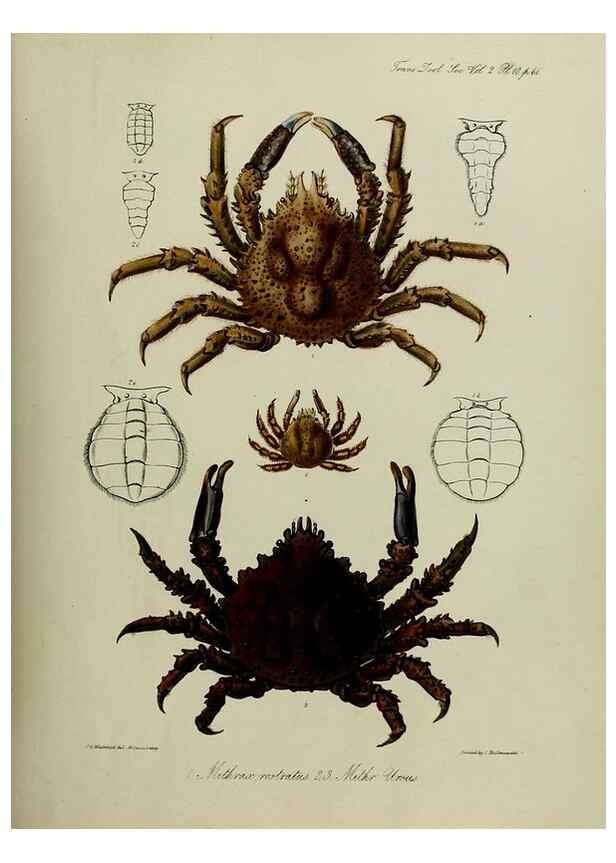 Reproducción/Reproduction 8346555932: Transactions of the Zoological Society of London.. [London] :Published for the Zoological Society of London by Academic Press