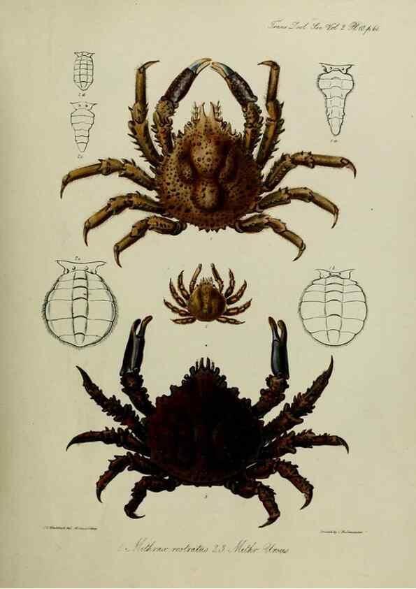 Reproducción/Reproduction 8346555932: Transactions of the Zoological Society of London.. [London] :Published for the Zoological Society of London by Academic Press