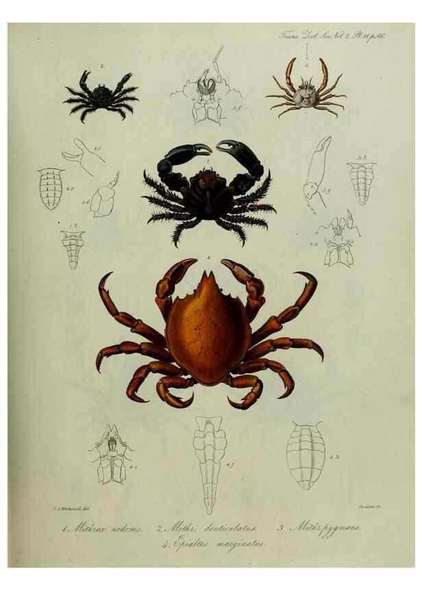 Reproducción/Reproduction 8345502403: Transactions of the Zoological Society of London.. [London] :Published for the Zoological Society of London by Academic Press