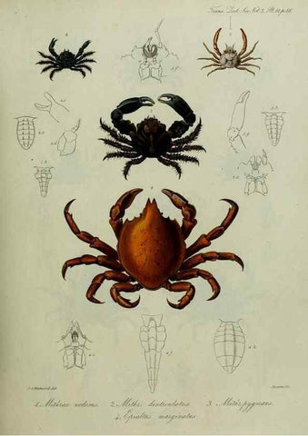Reproducción/Reproduction 8345502403: Transactions of the Zoological Society of London.. [London] :Published for the Zoological Society of London by Academic Press