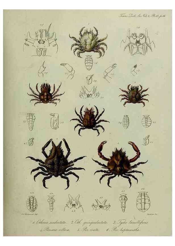 Reproducción/Reproduction 8345503095: Transactions of the Zoological Society of London.. [London] :Published for the Zoological Society of London by Academic Press