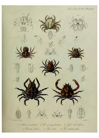 Reproducción/Reproduction 8345503095: Transactions of the Zoological Society of London.. [London] :Published for the Zoological Society of London by Academic Press