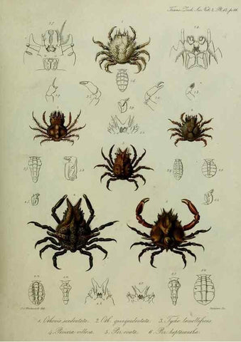 Reproducción/Reproduction 8345503095: Transactions of the Zoological Society of London.. [London] :Published for the Zoological Society of London by Academic Press
