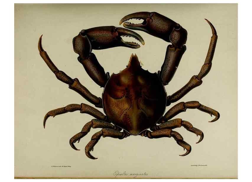 Reproducción/Reproduction 8346557744: Transactions of the Zoological Society of London.. [London] :Published for the Zoological Society of London by Academic Press