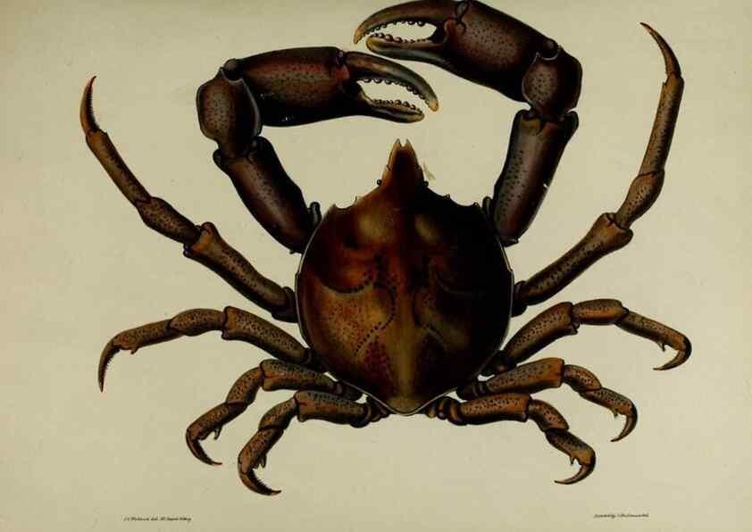 Reproducción/Reproduction 8346557744: Transactions of the Zoological Society of London.. [London] :Published for the Zoological Society of London by Academic Press