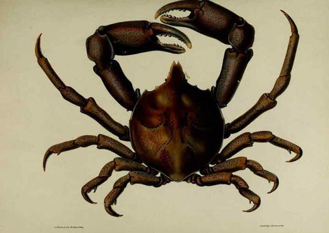 Reproducción/Reproduction 8346557744: Transactions of the Zoological Society of London.. [London] :Published for the Zoological Society of London by Academic Press