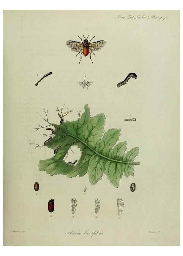 Reproducción/Reproduction 8346558390: Transactions of the Zoological Society of London.. [London] :Published for the Zoological Society of London by Academic Press